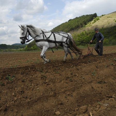 Ajutoare de stat pentru fermierii români afectaţi de criză