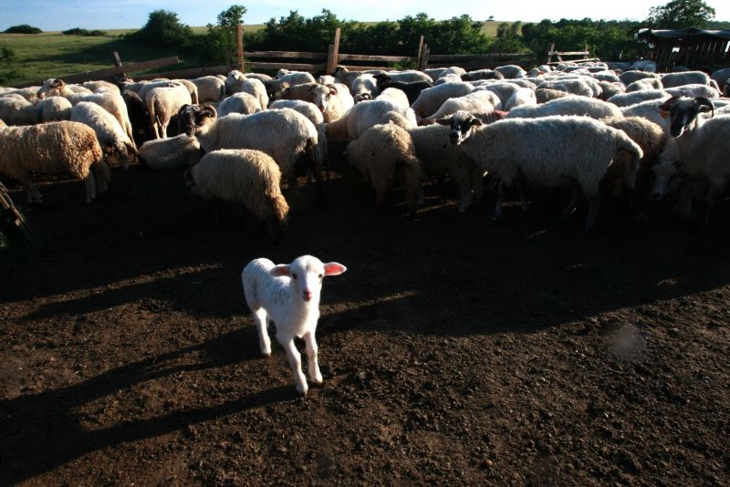 Miei ecologici pentru masa de Paşte