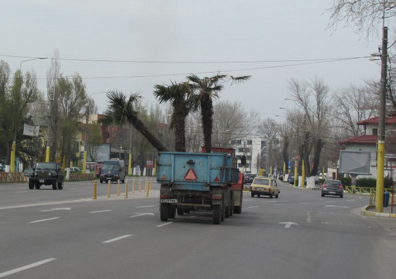 Palmierii din Mamaia au revenit de la iernat