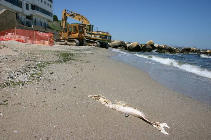 29 de delfini morţi în două zile