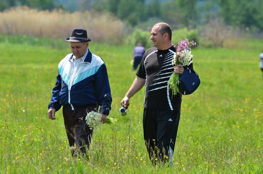 Fâneaţa narciselor, „rasă” de plimbăreţii de duminică