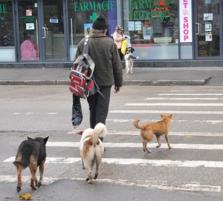 ONG-urile de protecţie a animalelor au protestat la Bucureşti şi Constanţa | VIDEO