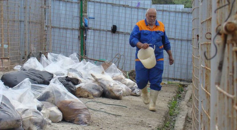 Peste 200 de câini, omorâţi la Botoşani. VEZI documentele prin care s-a decis eutanasierea | VIDEO
