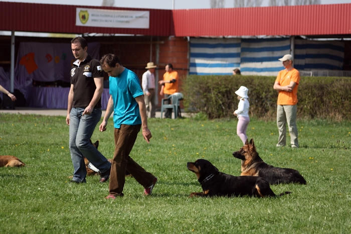 Târg de adopţii pentru căţei