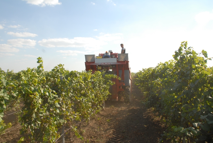 Agricultura românească nu este pregătită pentru venirea arabilor