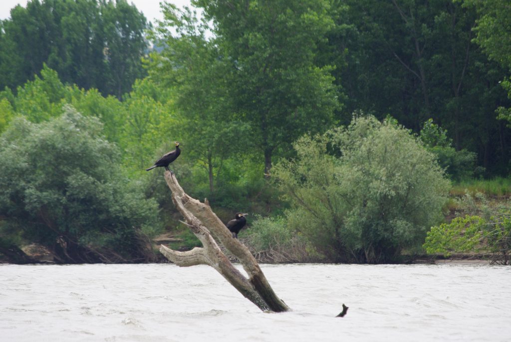 Dunărea, sărbătorită la Gîrcov. O lecţie de ecologie predată de copii