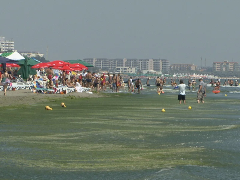 Mii de tone de alge au invadat plajele din Mamaia. Decorul e de groază, iar mirosul insuportabil