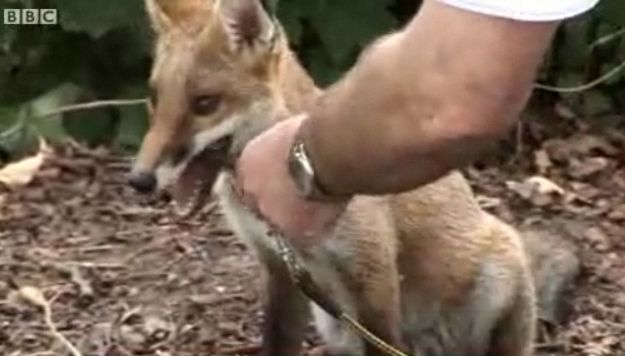 O vulpe crede că e câine | VIDEO