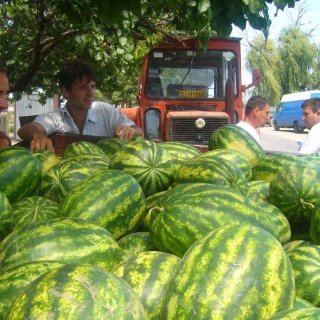 Poliţiştii au dat iama în pepeni. Peste 20 de tone de fructe şi legume confiscate