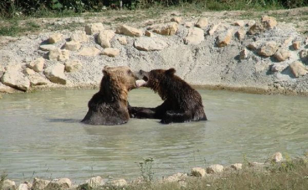 Bolile de inimă tratate cu ajutorul lichidului biliar al urșilor