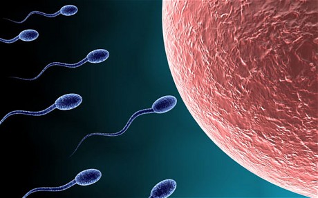 DESCOPERIRE: Japonezii au obţinut spermă artificială din celule stem