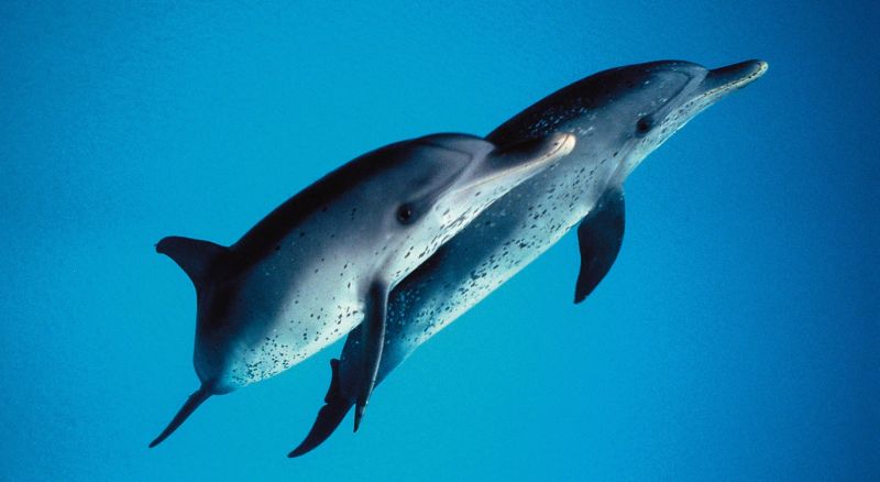 O nouă specie de delfini a fost descoperită. Vezi unde trăieşte!