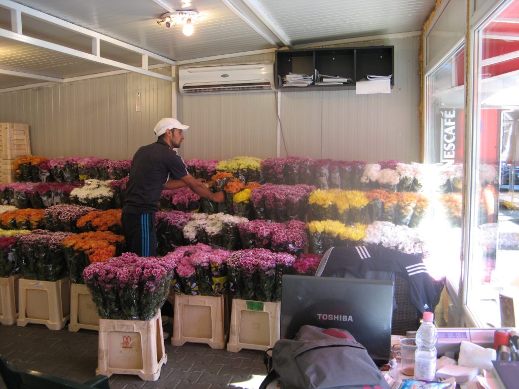 Război: florarii vor să schimbe laleaua olandeză cu crizantema de Ilfov