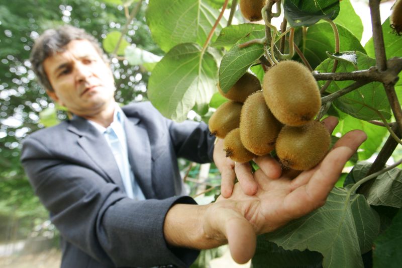 Horticultorii ne dau de veste: putem deveni o ţară bananieră - încălzirea globală ne aduce kiwi şi banane pe tarla