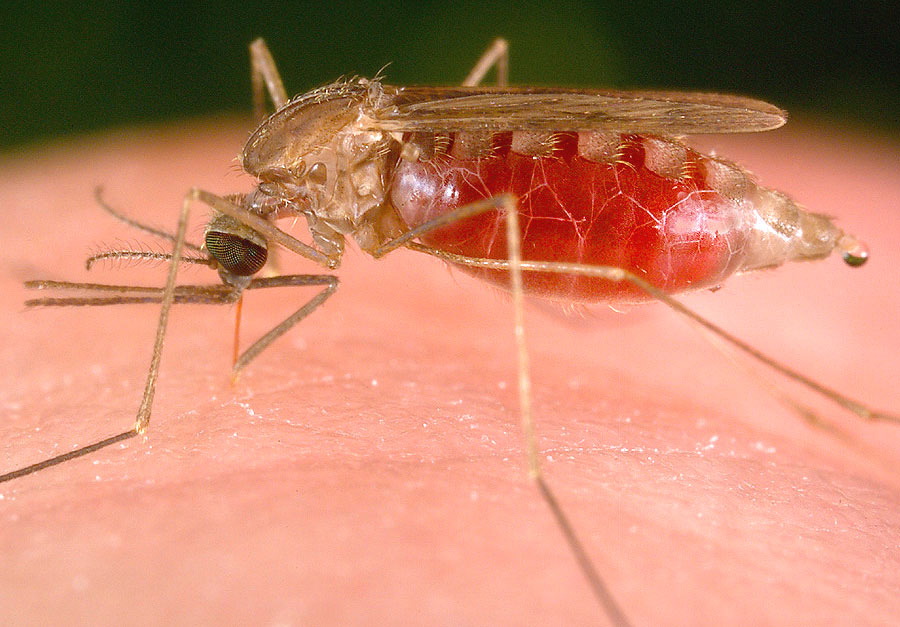 Malaria a îmbolnăvit 36 de greci şi doi români. Ce spun experţii europeni în boli transmisibile