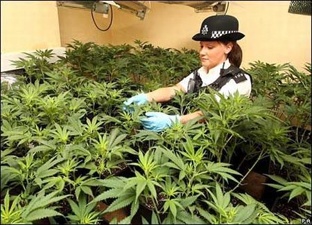 Cannabisul ar urma să se vând legal în Copenhaga