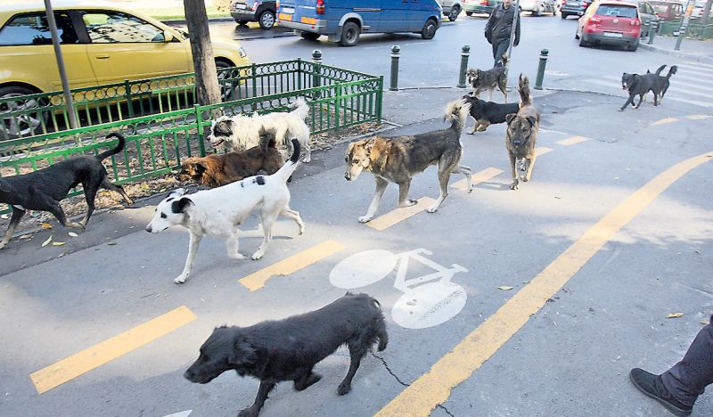 România, sat fără câini, Bucureşti, oraş cu câini