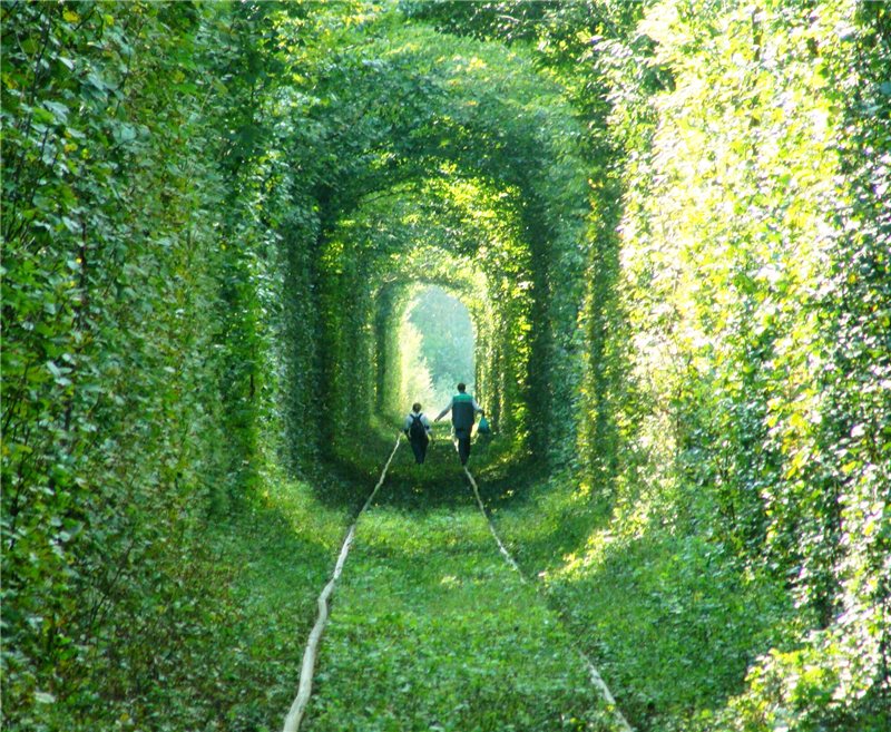 Tunelul dragostei: verde vara, fără frunze toamna, iar prin el trece trenul