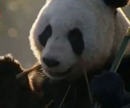 Cum a ajuns un urs panda în topul BBC al femeilor cu notorietate în 2011 | VIDEO