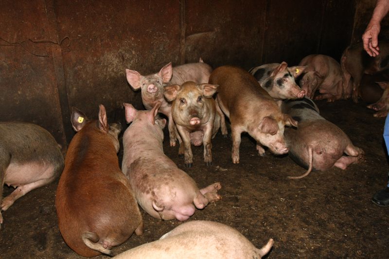 În localitatea natală a Elenei Ceauşescu, porcii se fură cu lumina stinsă