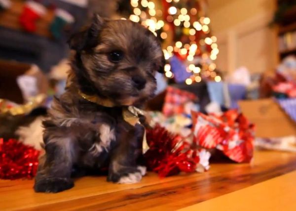 "Puppy Christmas", căţeii care distrug cadouri
