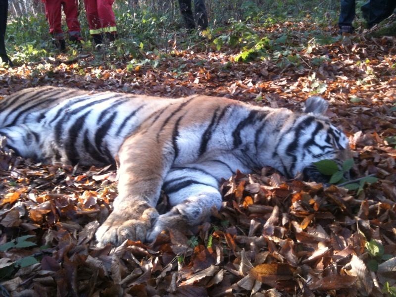 Tigrul scăpat de la Zoo a fost executat. Vânătorilor le-a fost frică să-l tranchilizeze