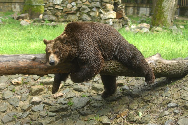 Ursul Rocky nu se mai satură de sex