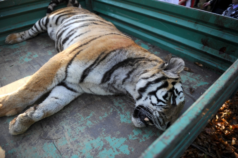 Viaţa şi moartea tigroaicei Mihaela: născută în cuşcă, împuşcată în pădure