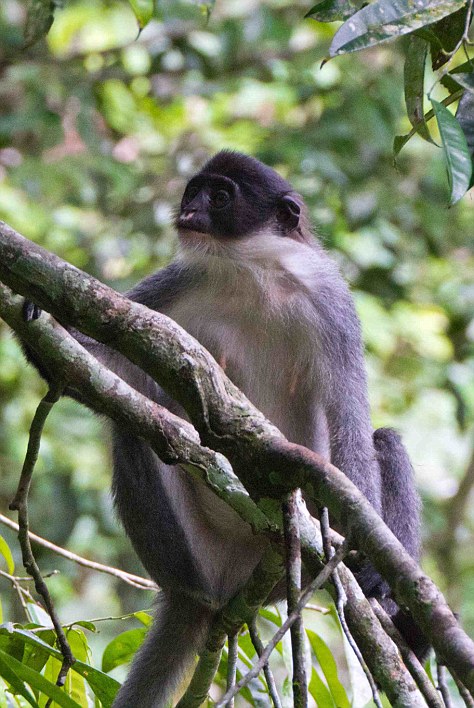 Ce animal pe cale de dispariție a fost descoperit în jungla indoneziană