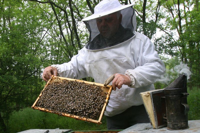 Cele 26 plus unu feluri de a falsifica mierea