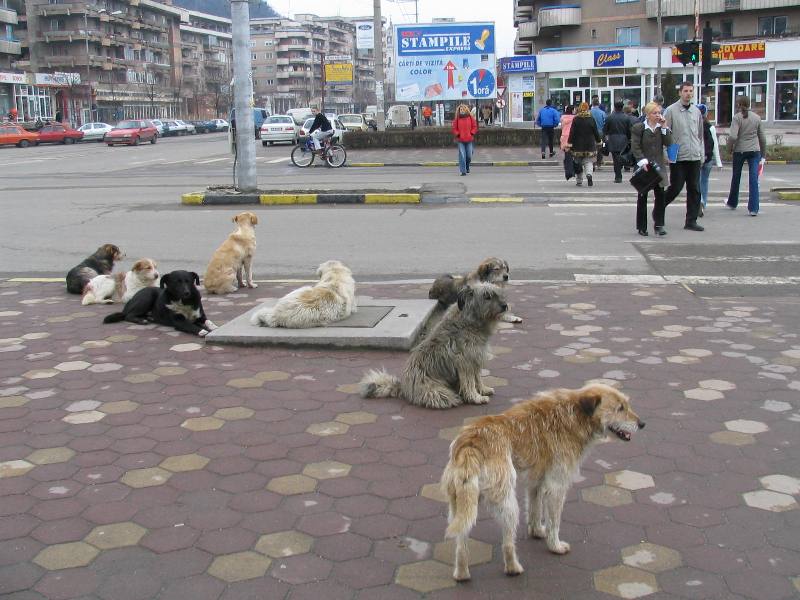 Fotografia care îi sperie până şi pe cei mai înfocaţi iubitori ai câinilor