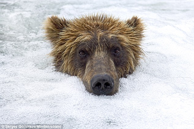 FOTOGRAFIE INEDITĂ. Un urs se bucură de o baie în „jacuzzi”