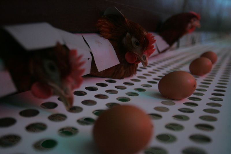 Susţinem găinile slow, dar atenţie, România calcă pe ouă