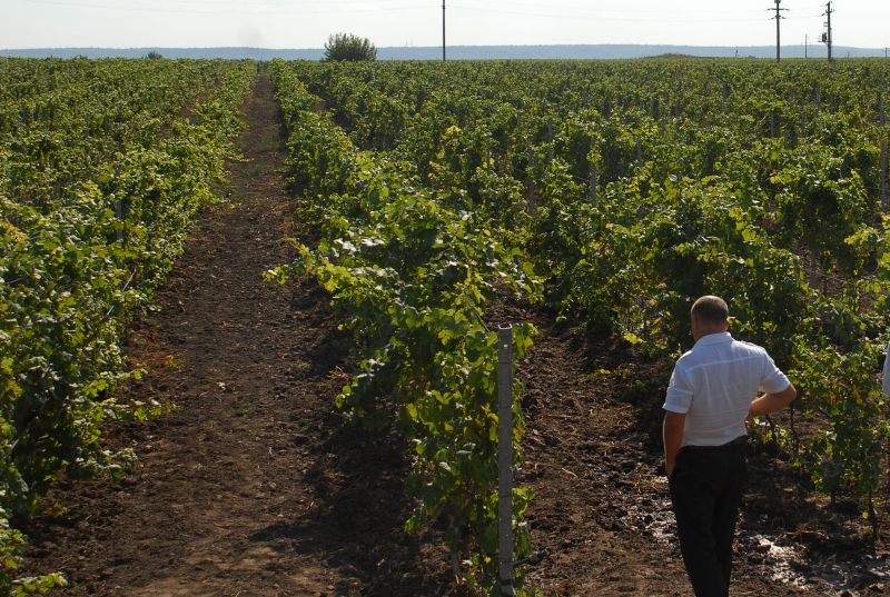 Iarna geroasă ne lasă fără şpriţ