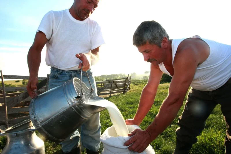 Laptele crud, de două ori mai periculos decât cel pasteurizat