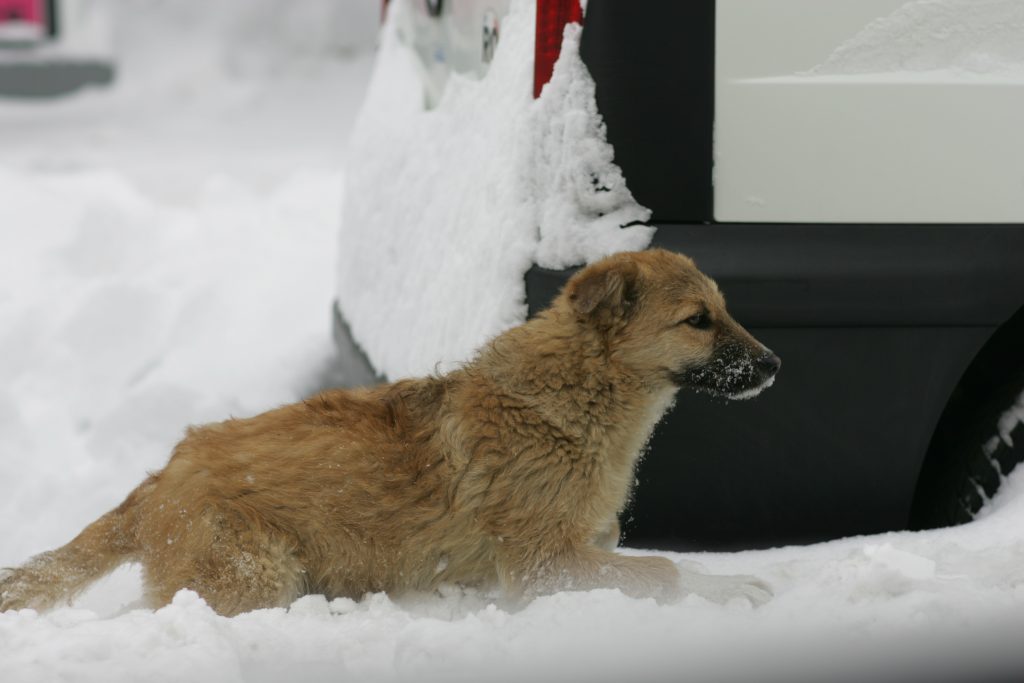 TIMIȘOARA SUB ZĂPADĂ. Doar deținuții mai pot scăpa orașul de nămeți