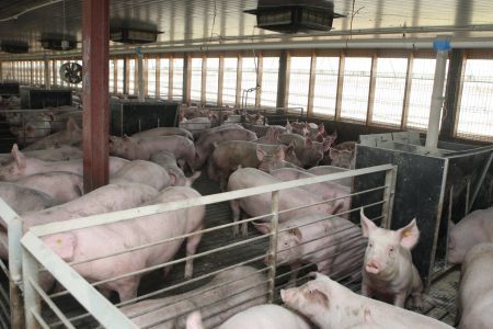 Tracy şi porcii sau despre victimele colaterale ale porcăitului