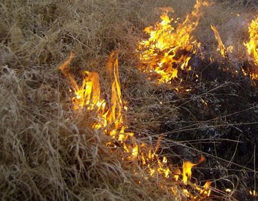 A ars de viu în incendiul de vegetaţie provocat de el