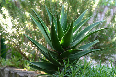 Aloe vera, planta sănătăţii