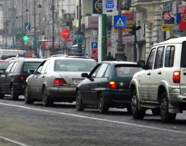 Bizon în trafic, în Arad