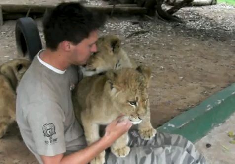 MOMENTE EMOŢIONANTE LA ZOO. Patru pui de lei se despart de îngrijitorul lor | VIDEO