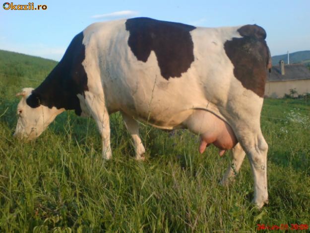 OCAZIE: Un oltean îşi schimbă vaca pe un iPhone 4 sau un Samsung Galaxy S2