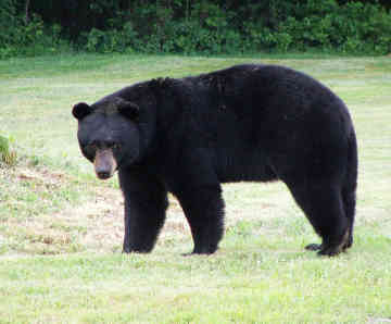 Studiu: Rănile urșilor se vindecă miraculos, în timpul hibernării