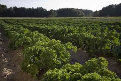 Agricultura cu OMG-uri este o agricultură în lohn?