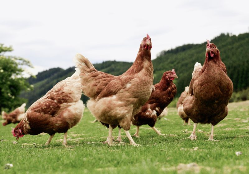 COMERŢ GĂINĂRESC. O pasăre furată, la preţ de zece ouă