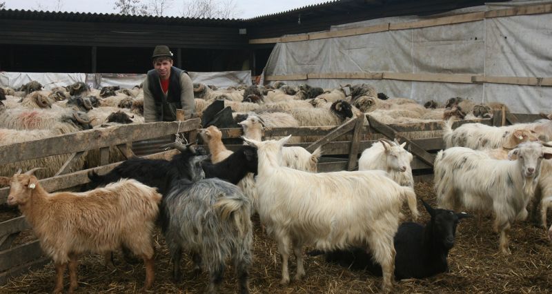 Crescătorii de oi și capre își pot cere subvențiile până pe 18 mai