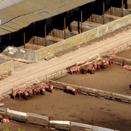 Exportul de carne de porc ia avânt, după ce UE ne-a dat undă verde: Smithfield reintră în joc