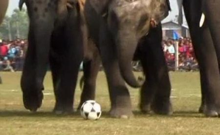 De ce animalele mari nu sunt şi cele mai rapide | VIDEO