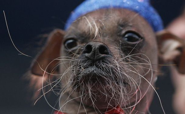 Mugly, cel mai URÂT câine din lume | VIDEO