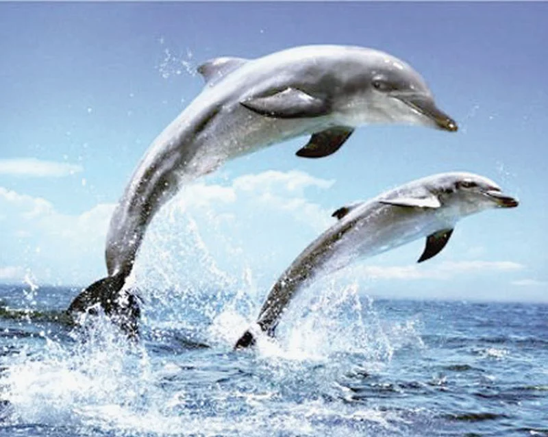 Delfinii ne-au păcălit. Partea întunecată inexplicabilă a comportamentului malefic